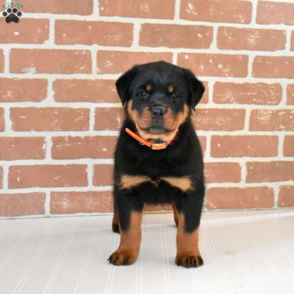Daisy, Rottweiler Puppy