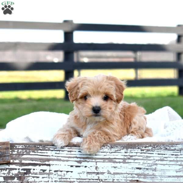 Daisy, Maltipoo Puppy