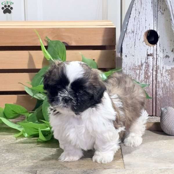 Daisy, Shih Tzu Puppy