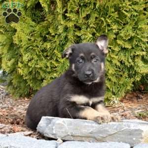 Daisy, German Shepherd Puppy