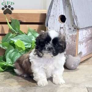 Daisy, Shih Tzu Puppy