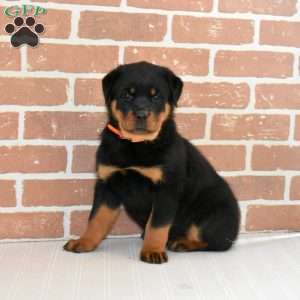 Daisy, Rottweiler Puppy