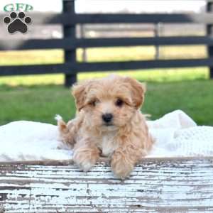 Daisy, Maltipoo Puppy