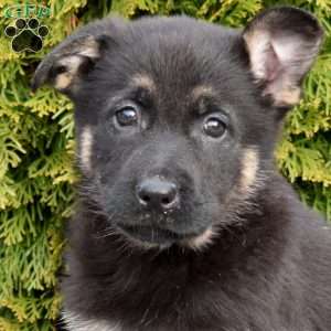 Daisy, German Shepherd Puppy