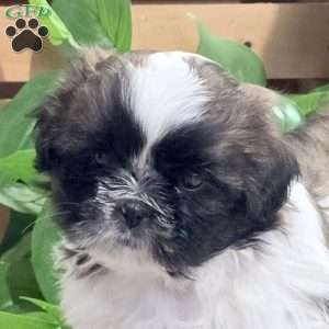 Daisy, Shih Tzu Puppy