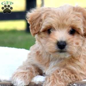 Daisy, Maltipoo Puppy