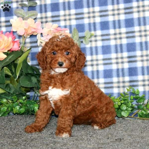 Daisy, Miniature Poodle Puppy