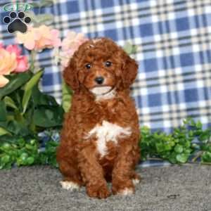 Daisy, Miniature Poodle Puppy