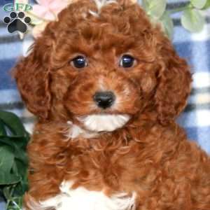 Daisy, Miniature Poodle Puppy