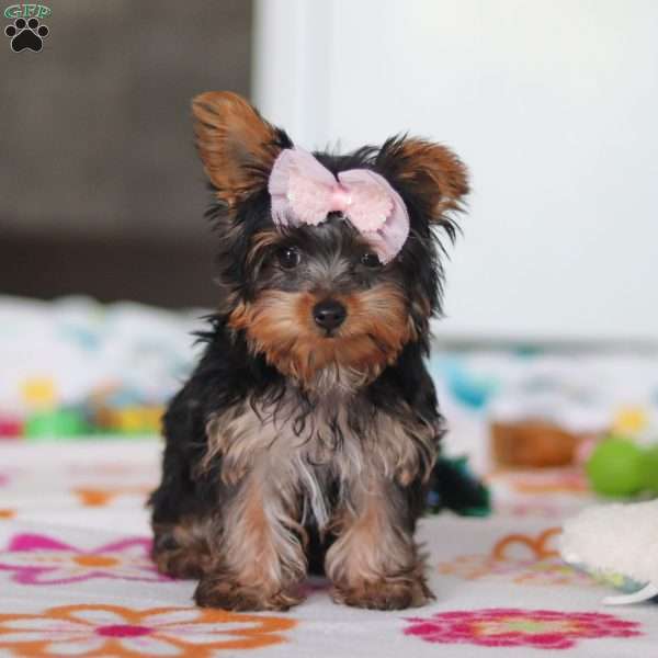 Daisy, Yorkie Puppy