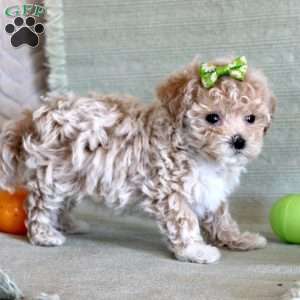 Daisy, Maltipoo Puppy