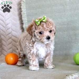 Daisy, Maltipoo Puppy