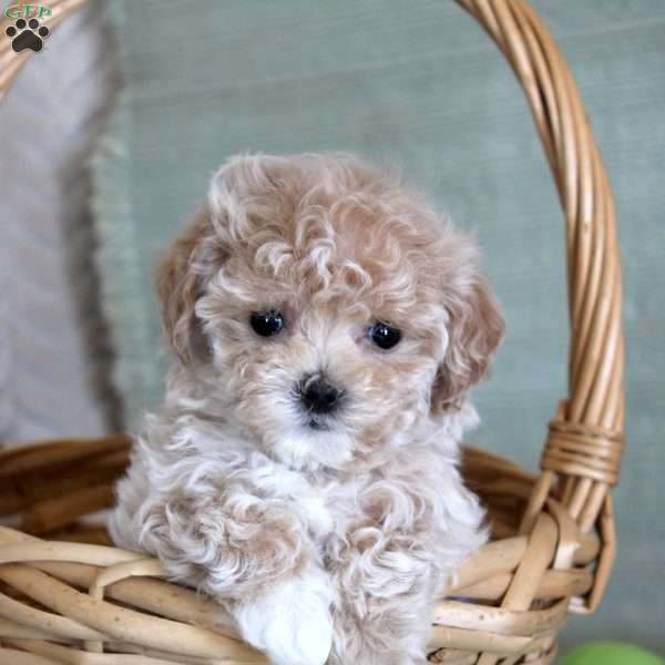 Daisy, Maltipoo Puppy