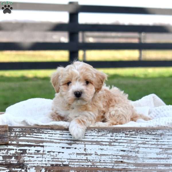 Dakota, Maltipoo Puppy