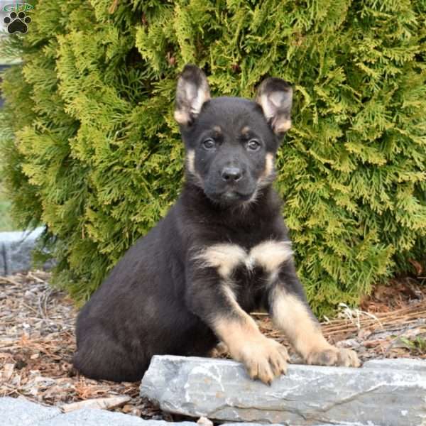 Dakota, German Shepherd Puppy
