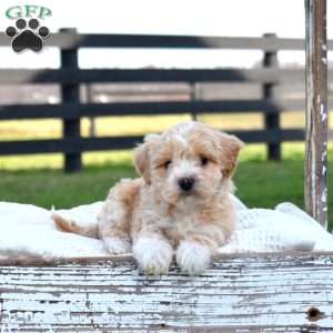 Dakota, Maltipoo Puppy