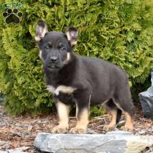 Dakota, German Shepherd Puppy