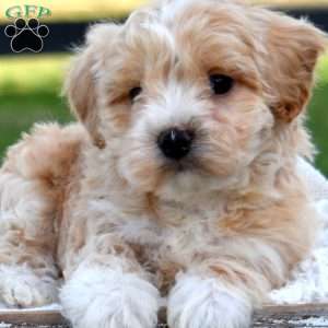 Dakota, Maltipoo Puppy