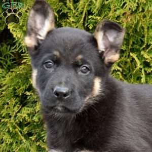 Dakota, German Shepherd Puppy