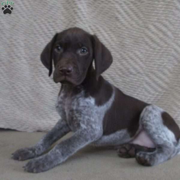 Dakota, German Shorthaired Pointer Puppy