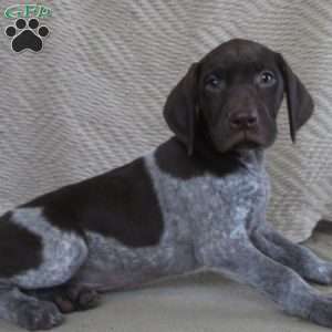 Dakota, German Shorthaired Pointer Puppy