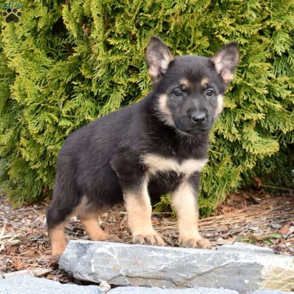 Dallas, German Shepherd Puppy