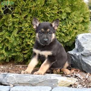 Dallas, German Shepherd Puppy