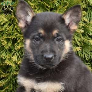 Dallas, German Shepherd Puppy