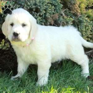Dana, English Cream Golden Retriever Puppy