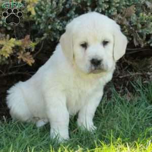 Dana, English Cream Golden Retriever Puppy