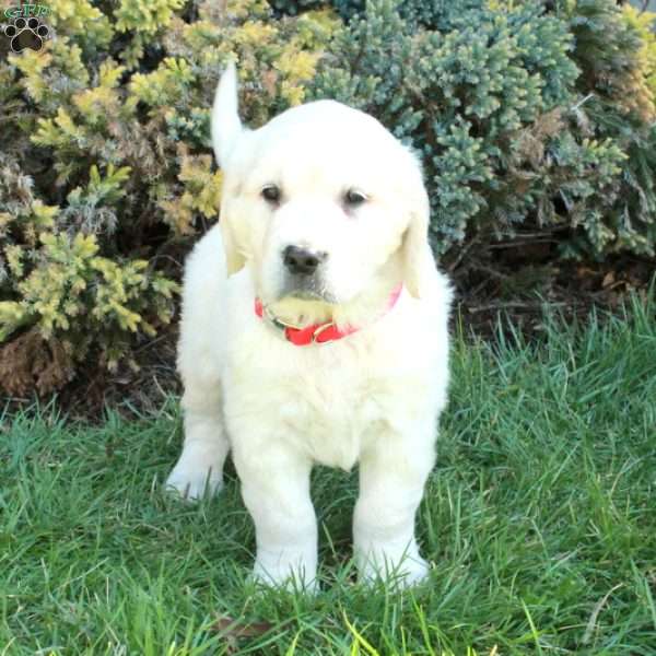 Dane, English Cream Golden Retriever Puppy