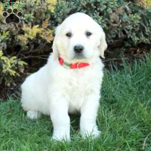 Dane, English Cream Golden Retriever Puppy