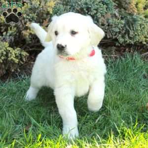 Dane, English Cream Golden Retriever Puppy
