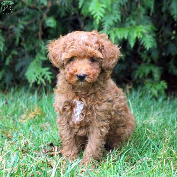 Danica, Toy Poodle Puppy