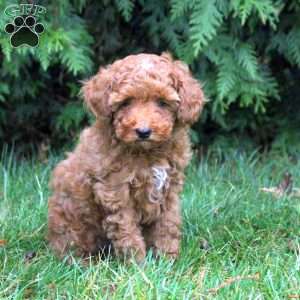 Danica, Toy Poodle Puppy