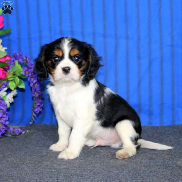 Danny, Cavalier King Charles Spaniel Puppy