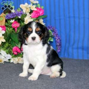 Danny, Cavalier King Charles Spaniel Puppy