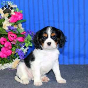 Danny, Cavalier King Charles Spaniel Puppy