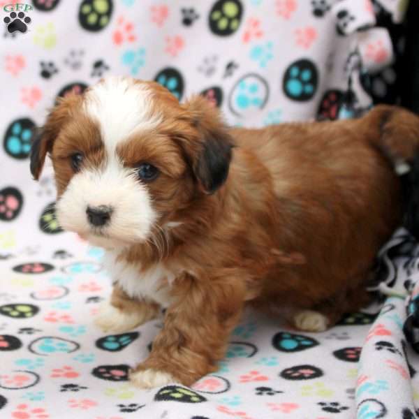 Daphne, Havanese Puppy