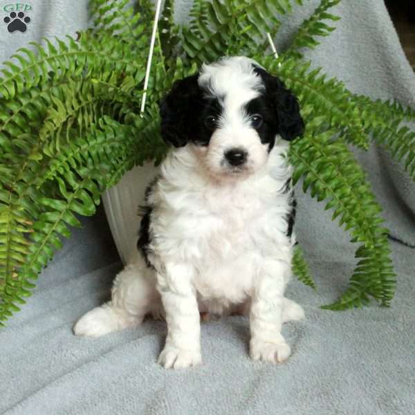 Delta, Mini Bernedoodle Puppy