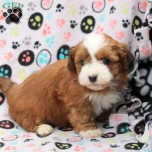 Daphne, Havanese Puppy