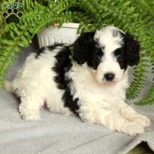 Delta, Mini Bernedoodle Puppy