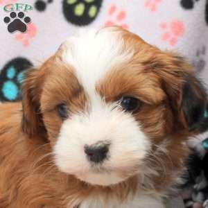 Daphne, Havanese Puppy