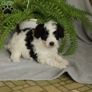 Delta, Mini Bernedoodle Puppy