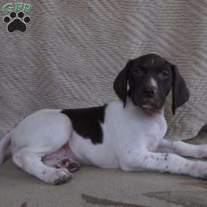 Darcy, German Shorthaired Pointer Puppy