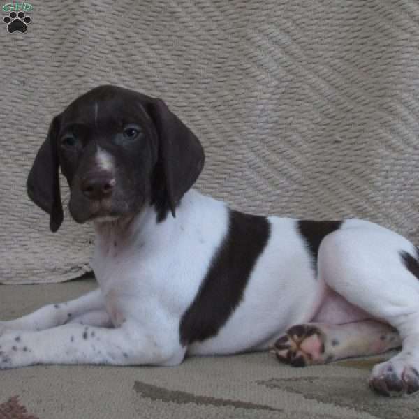 Darcy, German Shorthaired Pointer Puppy