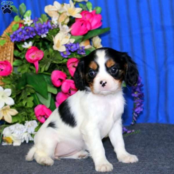 Darla, Cavalier King Charles Spaniel Puppy