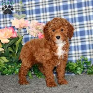 Darla, Miniature Poodle Puppy