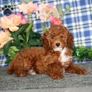 Darla, Miniature Poodle Puppy
