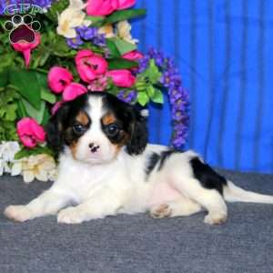 Darla, Cavalier King Charles Spaniel Puppy